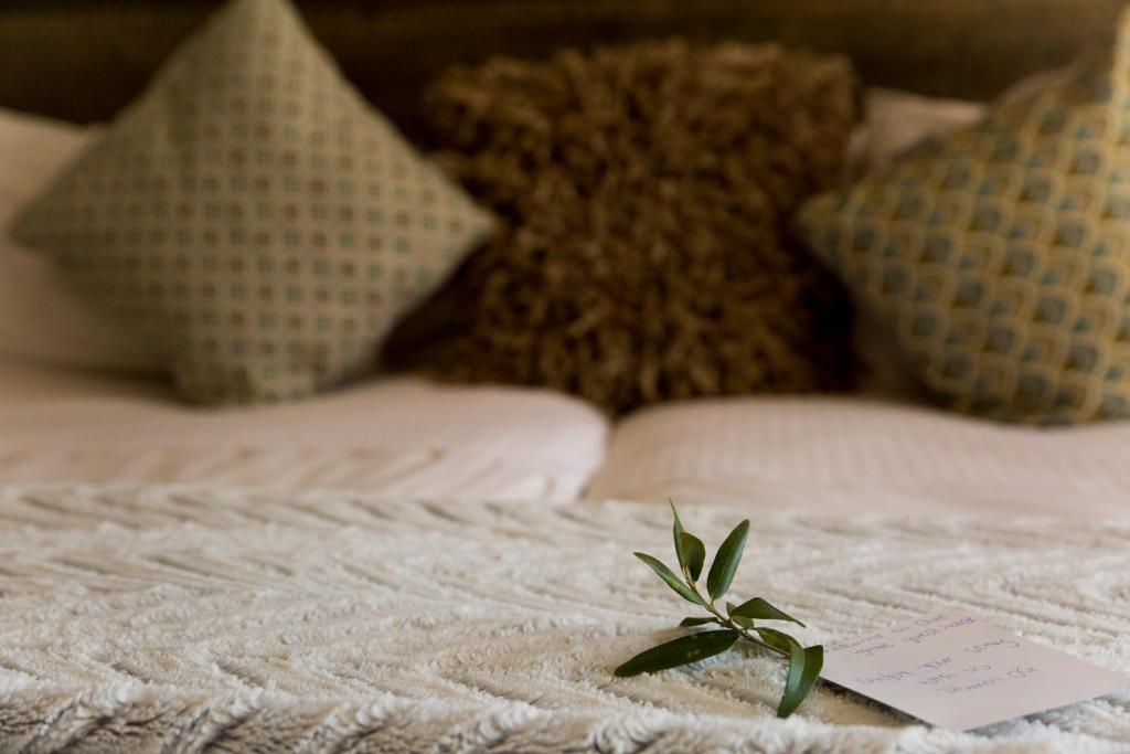 Olive Grove Guesthouse - Double Or Twin Room With Terrace