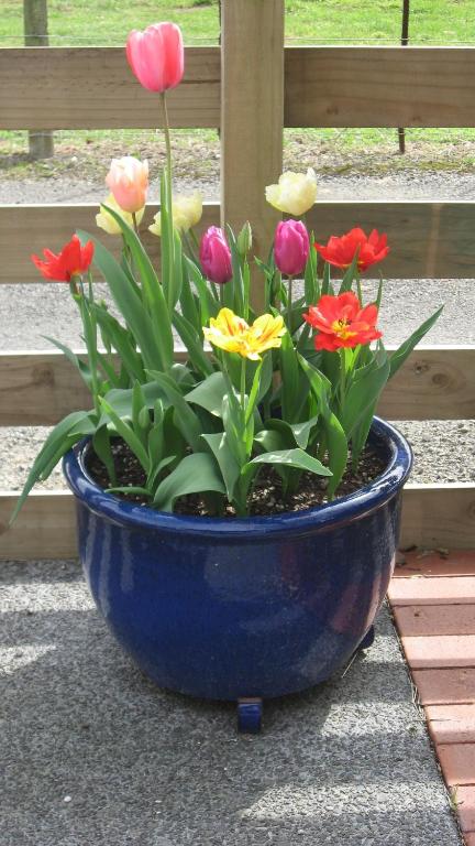 Bluebell Lodge and Cottage - Resim 36