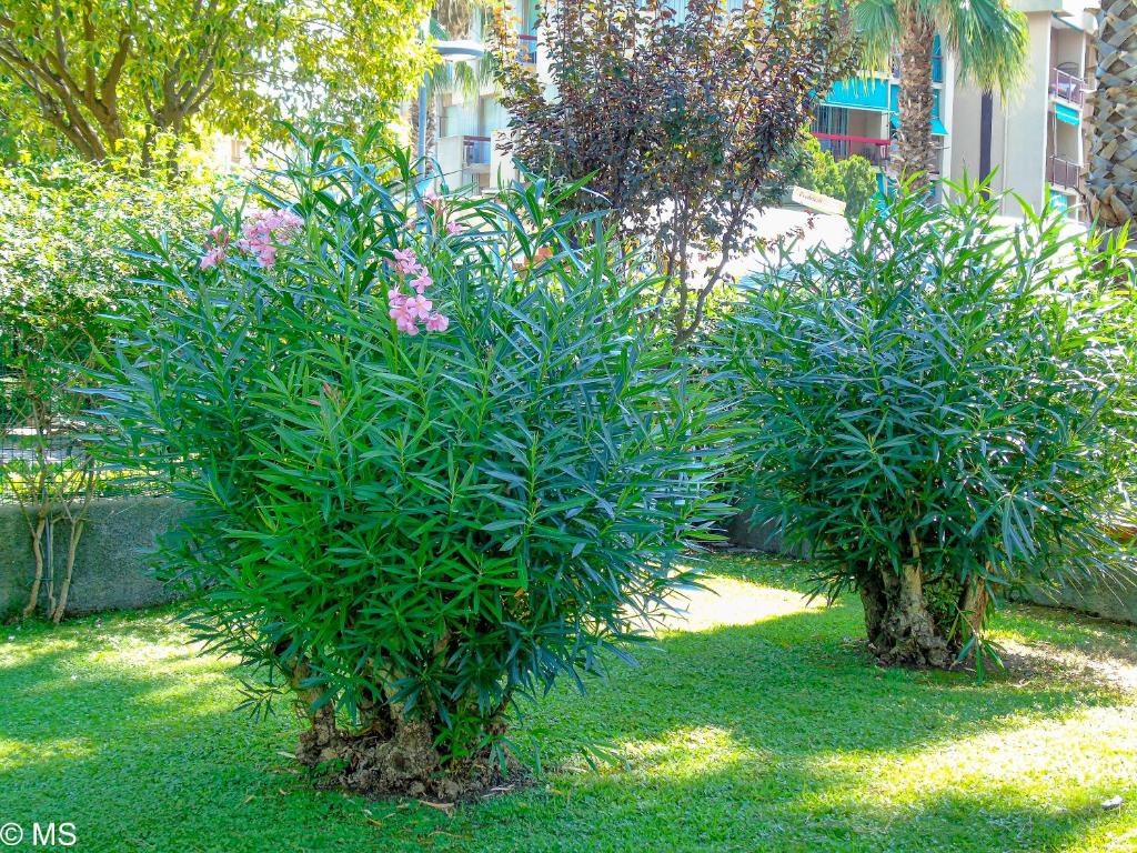 Vonkajšia záhrada v ubytovaní Pietra Home, posto auto, AC ,WIFI, 150mt dal mare