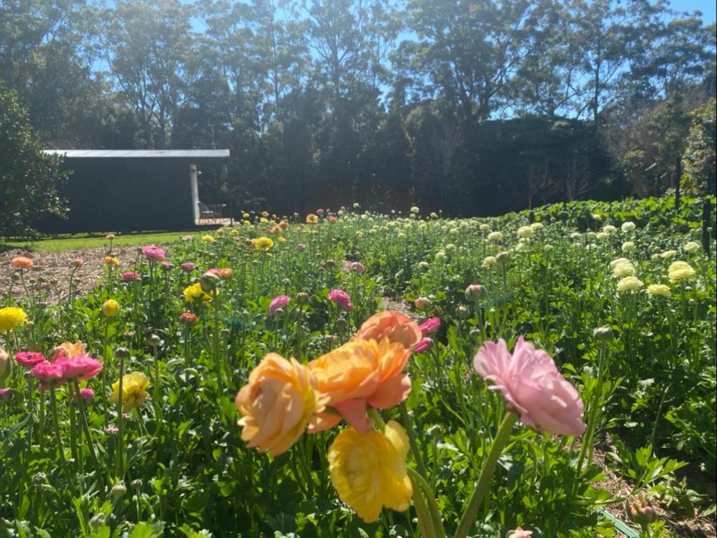 a field of flowers with a building in the background at Flower Farm Tamborine Mountain in Mount Tamborine