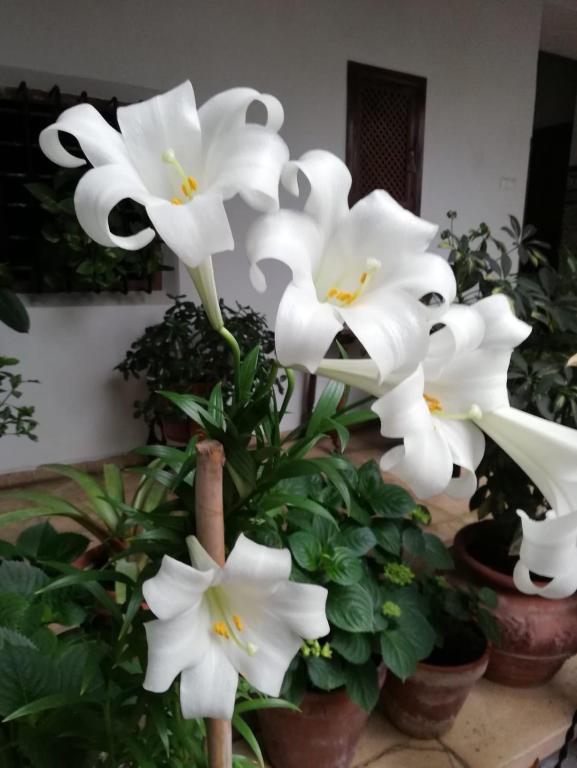 El patio de Regina - 7