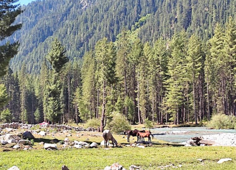 Trzy konie stojące na polu w pobliżu rzeki w obiekcie Kumrat Glamping Resorts w mieście Tāl