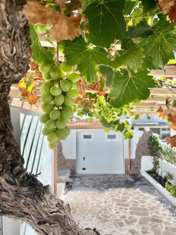 a bunch of green grapes hanging from a tree at La Casita de la Parra, El Hierro in Tamaduste