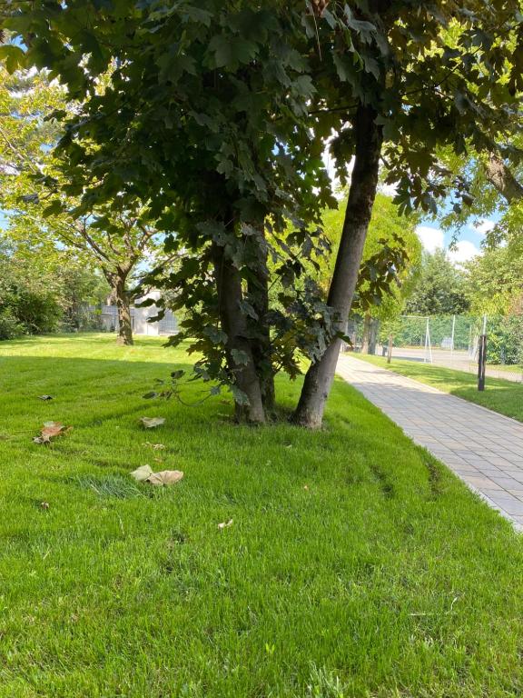 dwa drzewa w trawie obok chodnika w obiekcie Villanova 4 Rooms w mieście Villanova