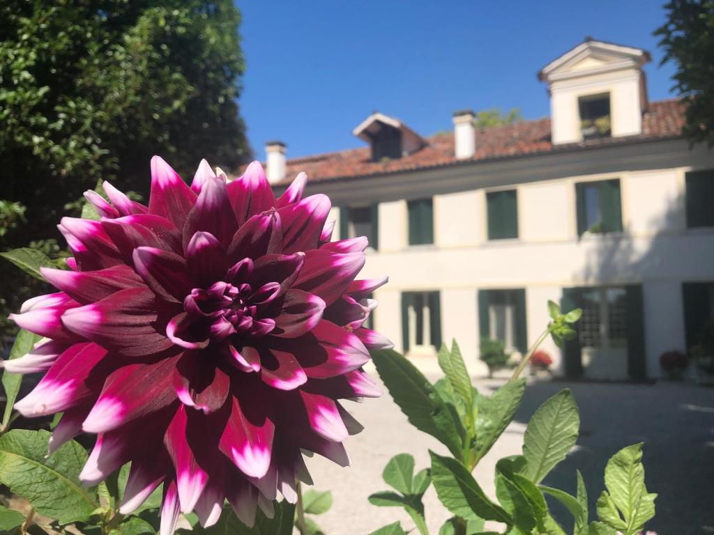 Zahrada ubytování Ca' Settecento "Villa Cavazza Querini"