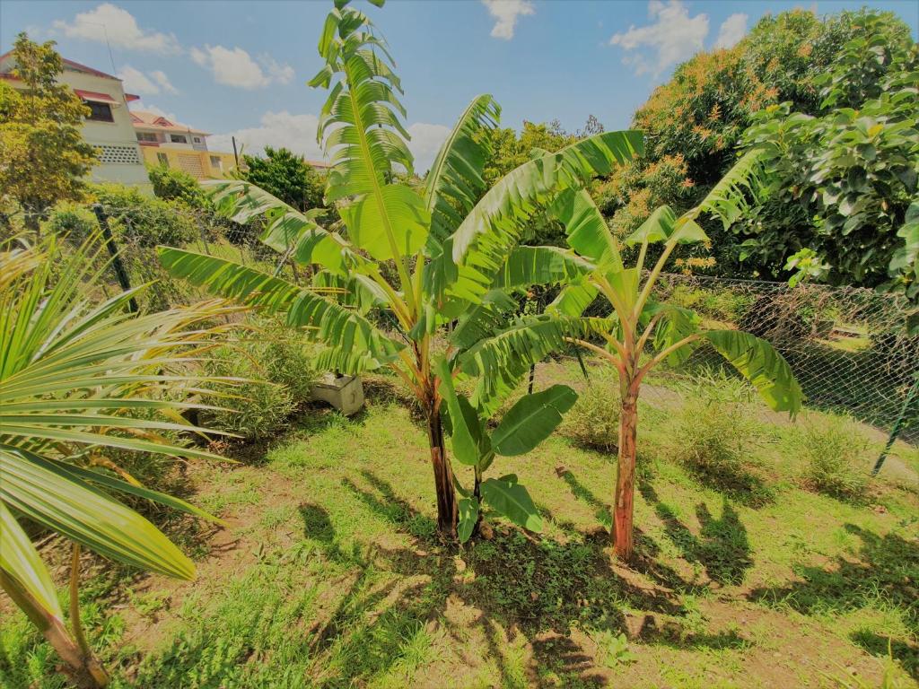 Zahrada ubytování Kozycoco - Suite Kozy - séjour tropical au calme