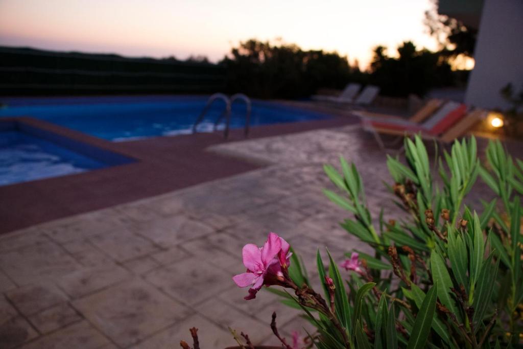 una flor rosa frente a una piscina en Paterakis Studios Triopetra, en Triopetra