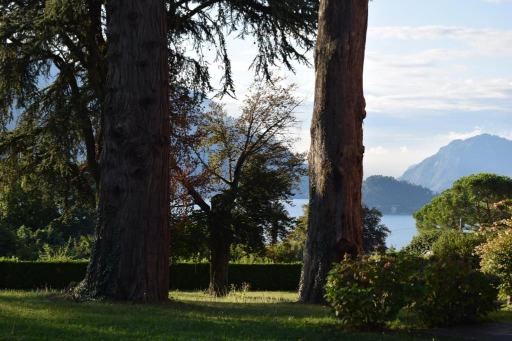 un groupe d'arbres avec un lac en arrière-plan dans l'établissement Landscapesilvia 1 Aria, à Menaggio