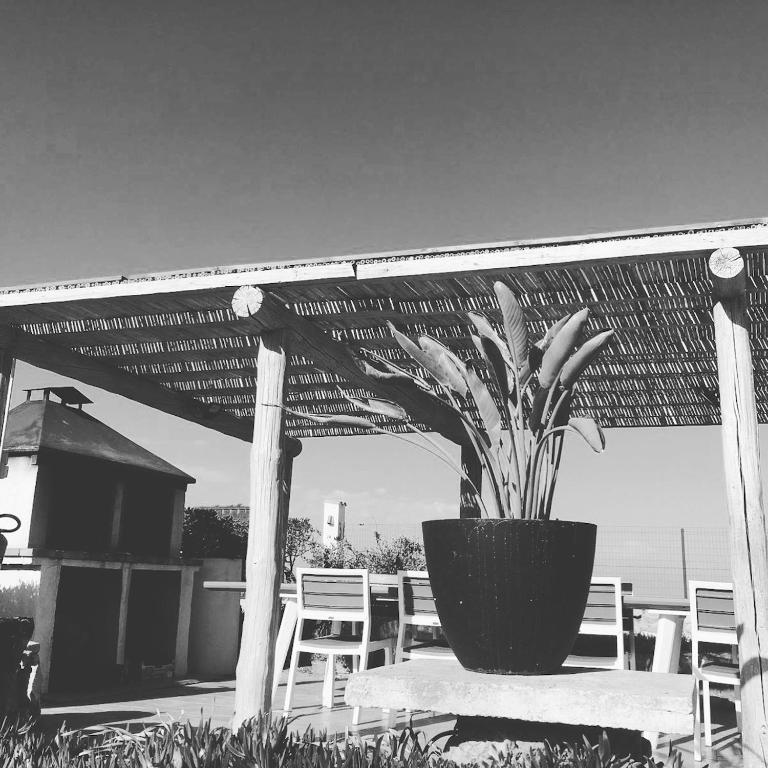 une plante en pot assise sur une table sous un parapluie dans l'établissement GRAND SUD, à Hyères