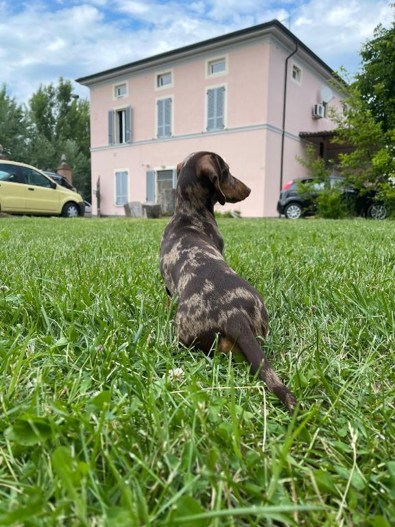 ein Hund, der im Gras vor einem Haus liegt in der Unterkunft marameo appartamento indipendente in Caorso