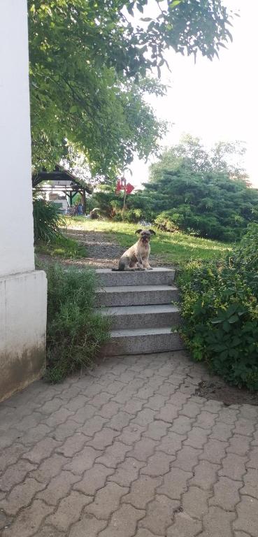 Zahrada ubytování Keramický a výtvarný ateliér Konešín