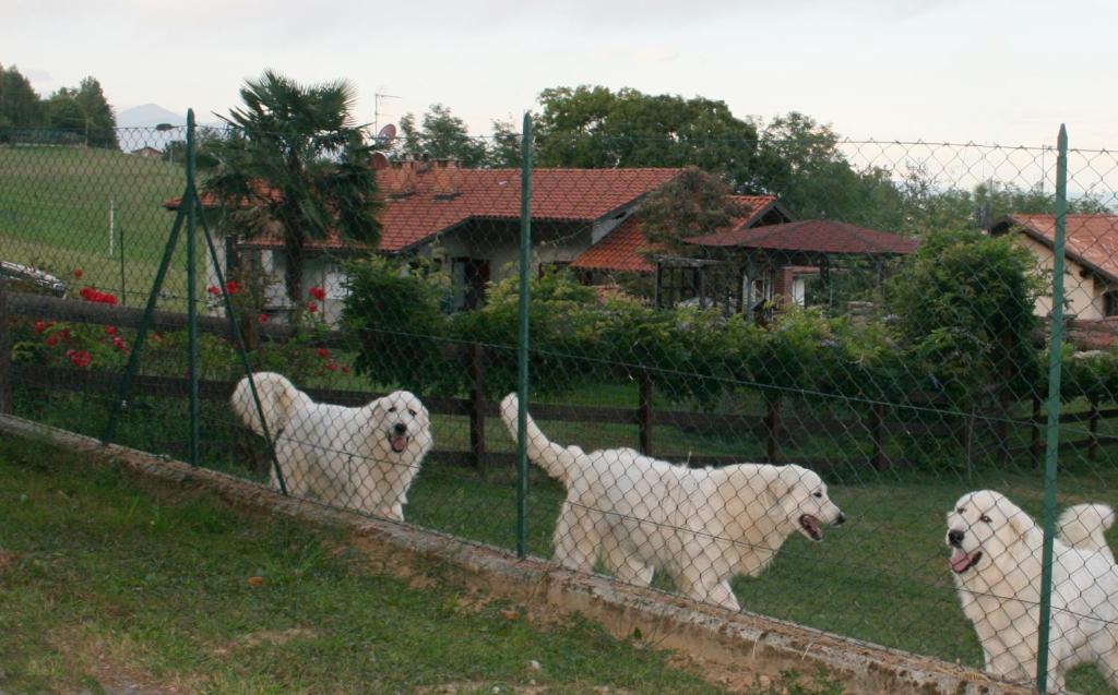Zwierzęta w pensjonacie lub w pobliżu