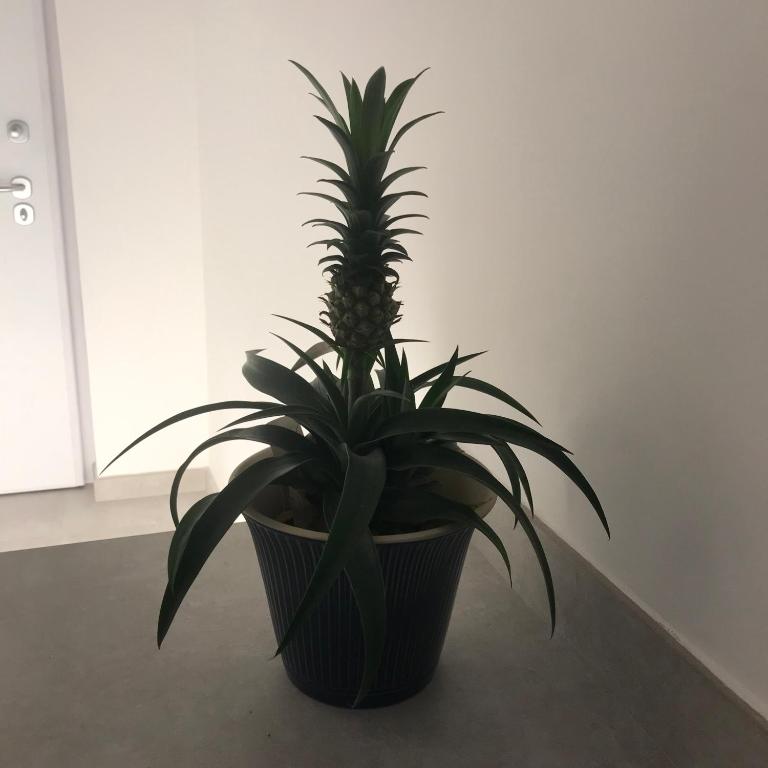 Millie's Place Sorrento - 9