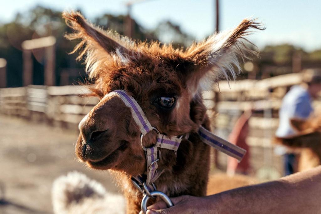 Altri animali domestici presso il resort o nei dintorni