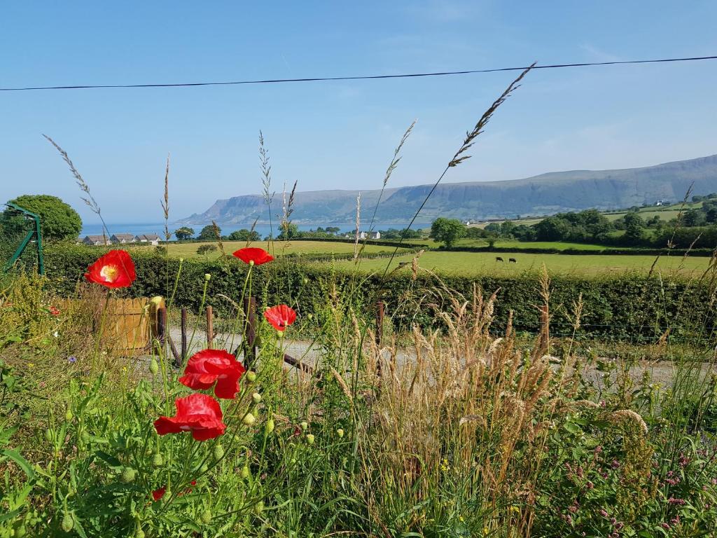 a field with red poppies in the grass at Glens glamping in Cushendall