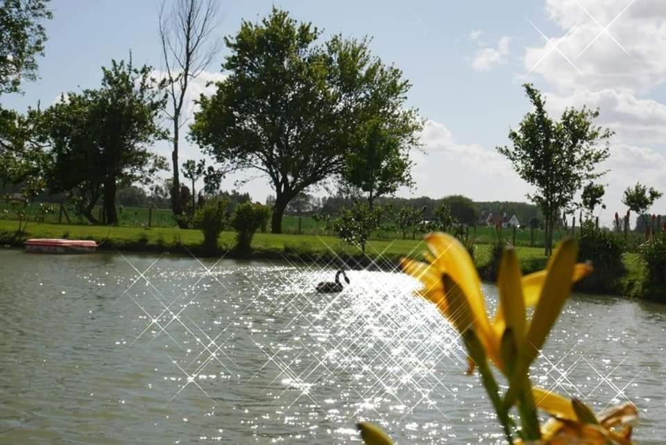 a duck swimming in the water in a pond at Gite esprit loft in Fromelles