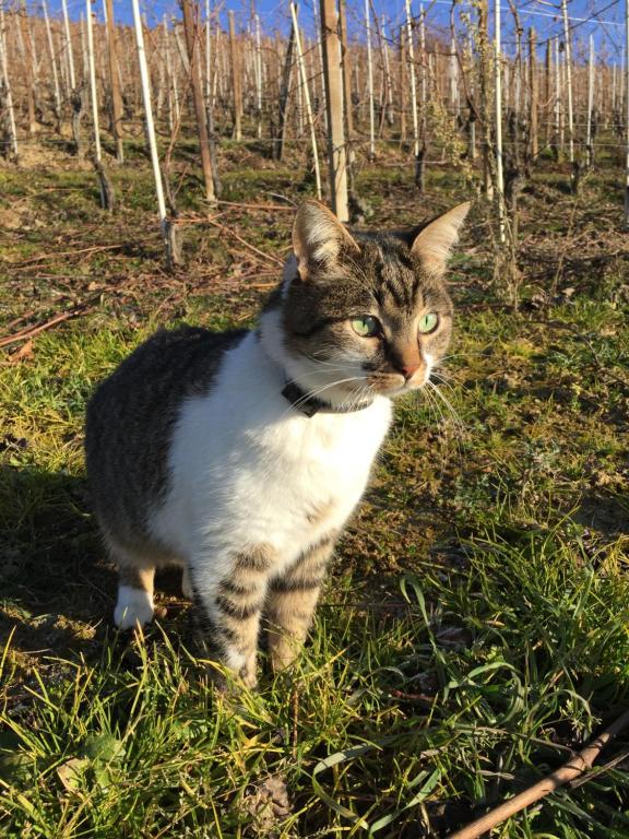 Domácí mazlíčci ubytovaní s hosty v ubytování Appartamento nelle Langhe
