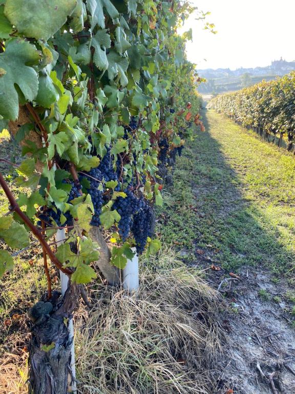 Zahrada ubytování Appartamento nelle Langhe