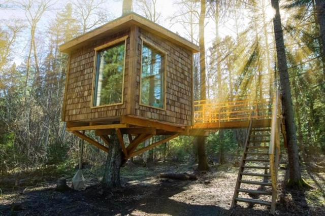 uma casa na árvore na floresta com uma escada em Tiigrisilma Treehouse em Kohila