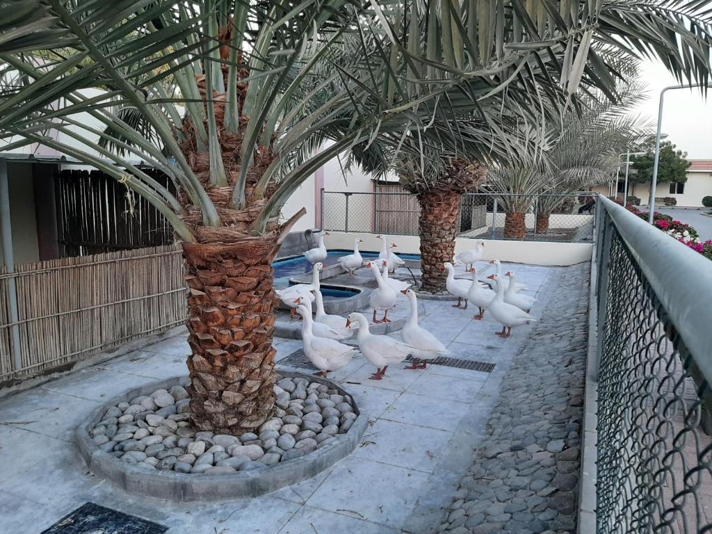 Fotografie z fotogalerie ubytování Asahalah Farm Pool Villas v destinaci Seeb