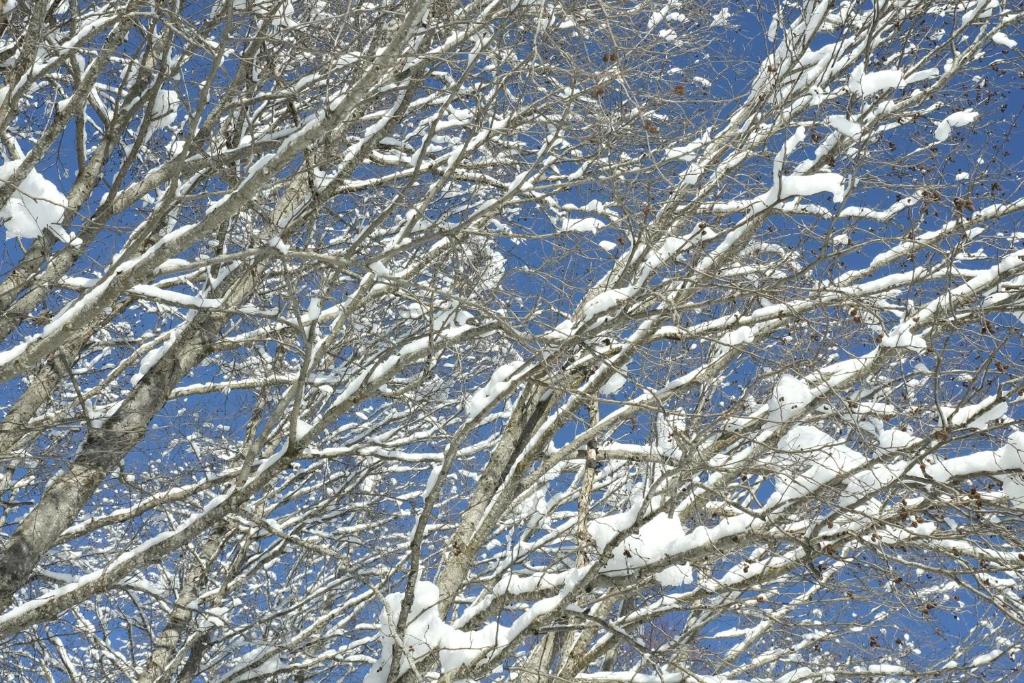 eine Gruppe von schneebedeckten Bäumen in der Unterkunft Chalet Zuckerpuppa in Blitzingen