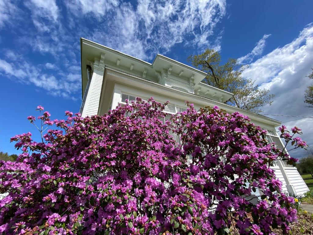 una casa bianca con fiori viola di fronte di Bloom Farm Guesthouse a Mount Vision