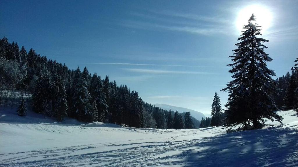 a tree on a snow covered slope with the sun behind it at Appartement Studio in Prémanon