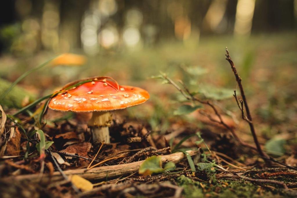 Fotografie z fotogalerie ubytování Ungru Guesthouse v destinaci Suuresadama