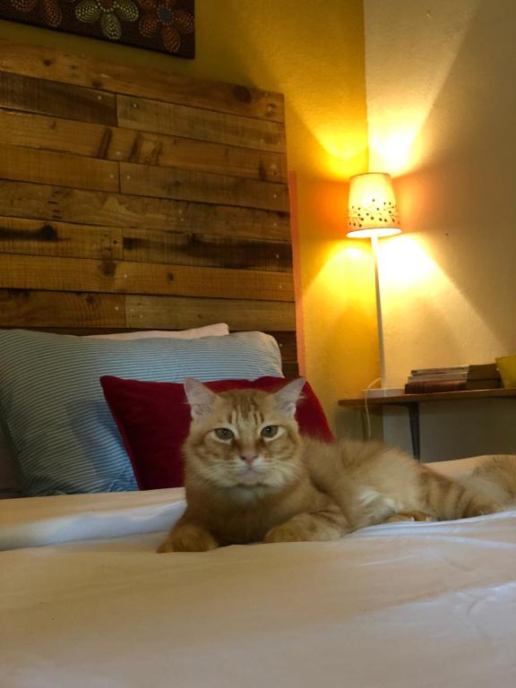 Pondok Keladi Langkawi Guesthouse في بانتايْ سينانج: وضع قطه على سرير في غرفة النوم