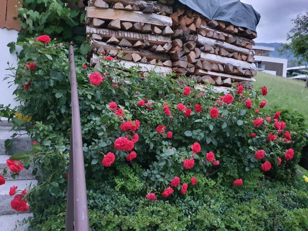 Zahrada ubytování DreamlandRanch Vorarlberg