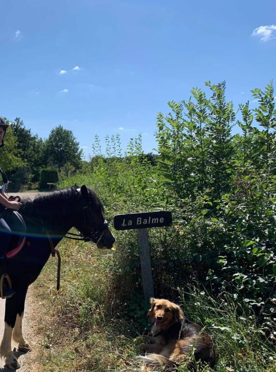 Animales en la casa vacacional o alrededores