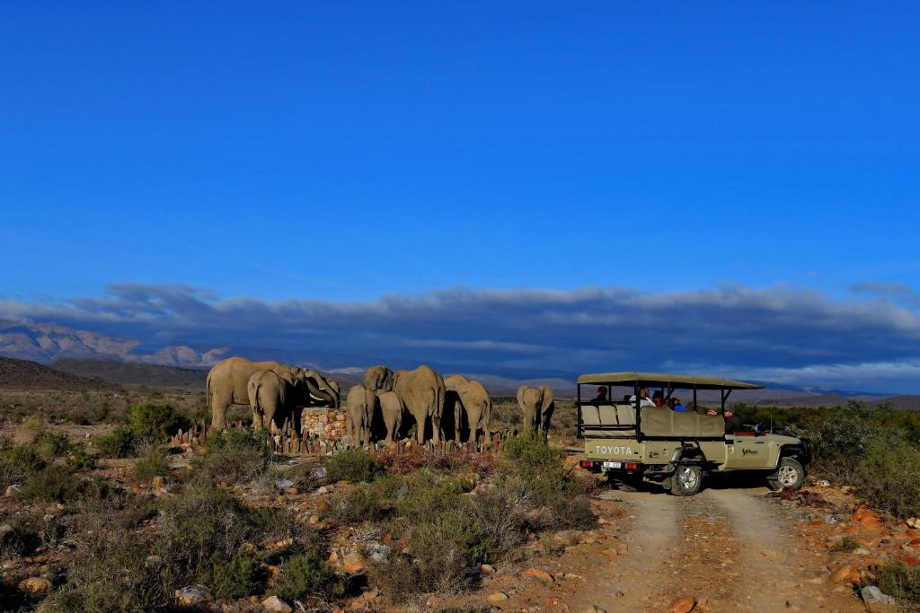 a group of elephants crossing a dirt road with a vehicle at Sanbona Wildlife Reserve in Barrydale