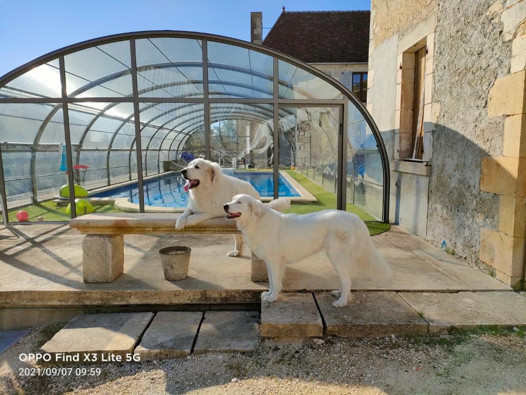 dos perros blancos sentados en un banco junto a una piscina en mon château en Berry, en Les Aix-dʼAngillon