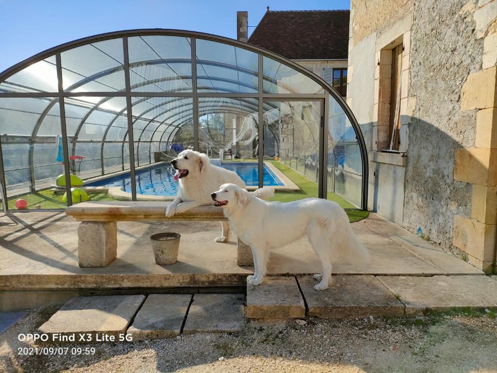 Domácí mazlíčci ubytovaní s hosty v ubytování mon château en Berry
