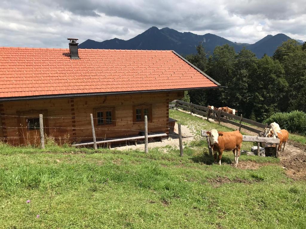 un groupe de vaches debout devant une grange dans l'établissement Huberhof, Mettenham, à Schleching