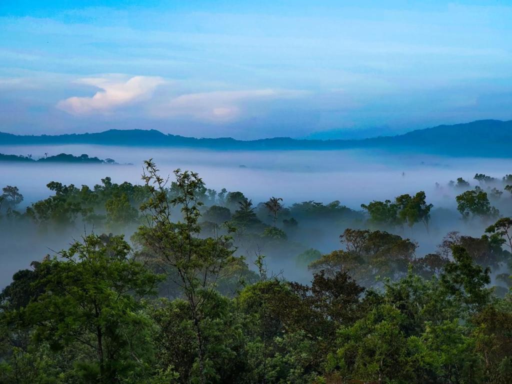 a misty valley with trees in the foreground at Jade Hills Coorg in Madikeri