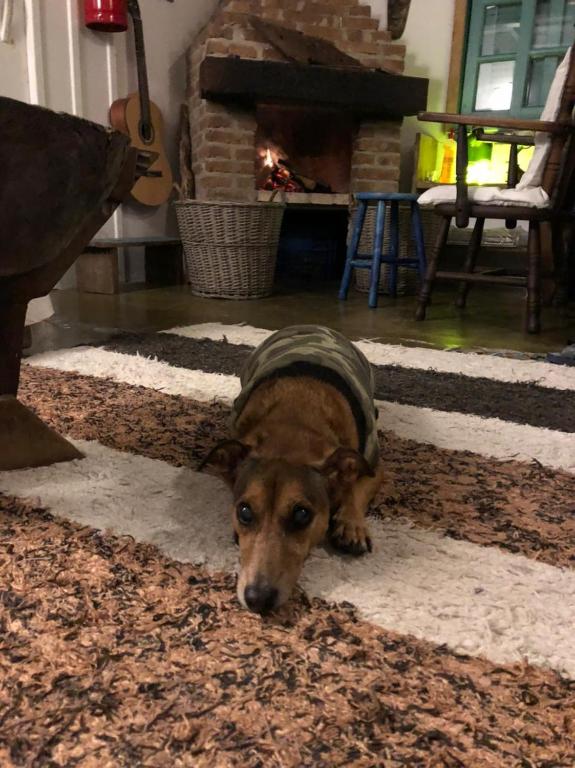 Pet ou pets ficando com hóspedes em Pousada das Meninas
