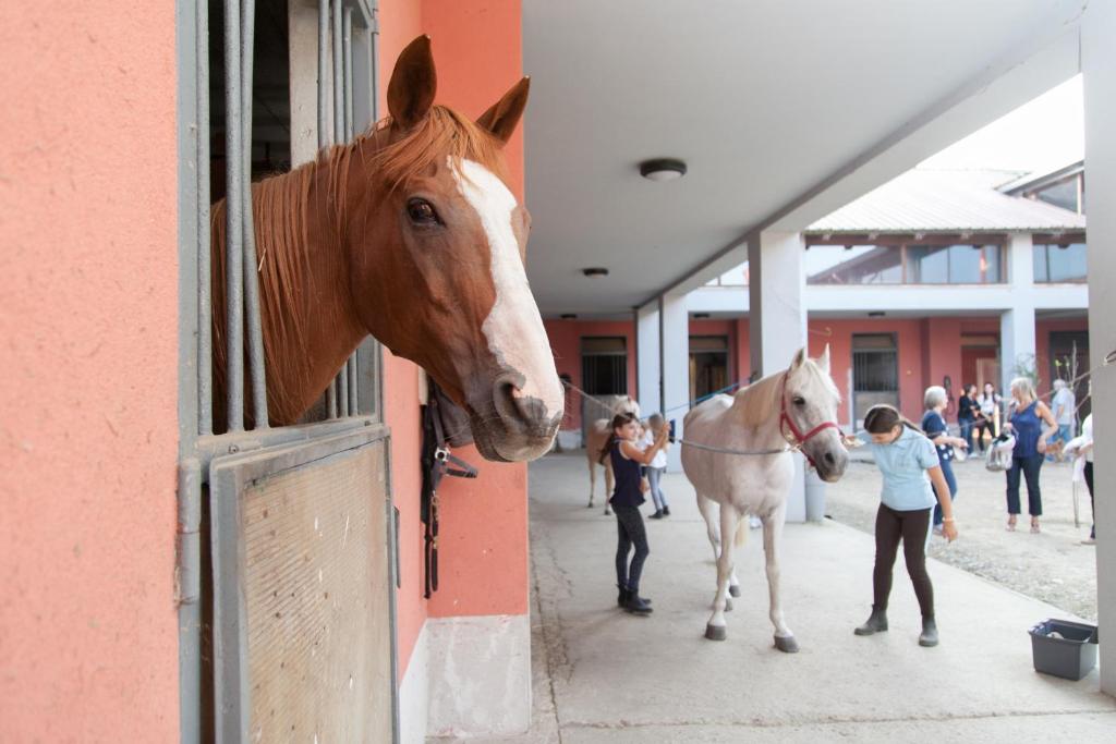 Zvířata v hostelu nebo okolí