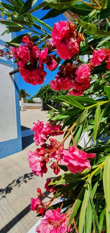 a bunch of pink flowers on a wall at Hakuna matata in Benagil