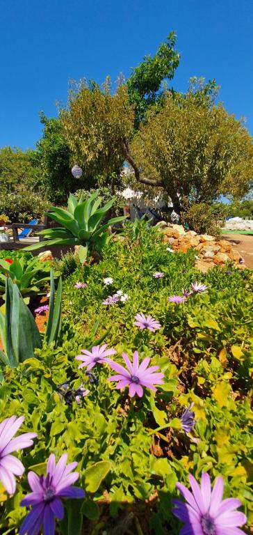 a bunch of flowers in a garden with trees at Hakuna matata in Benagil