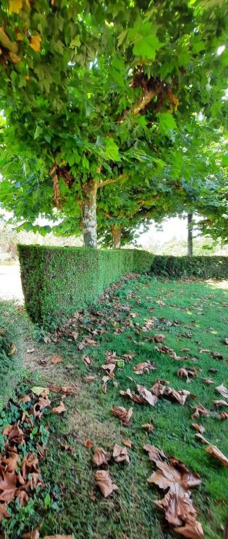 A garden outside A CASA DE TOXO
