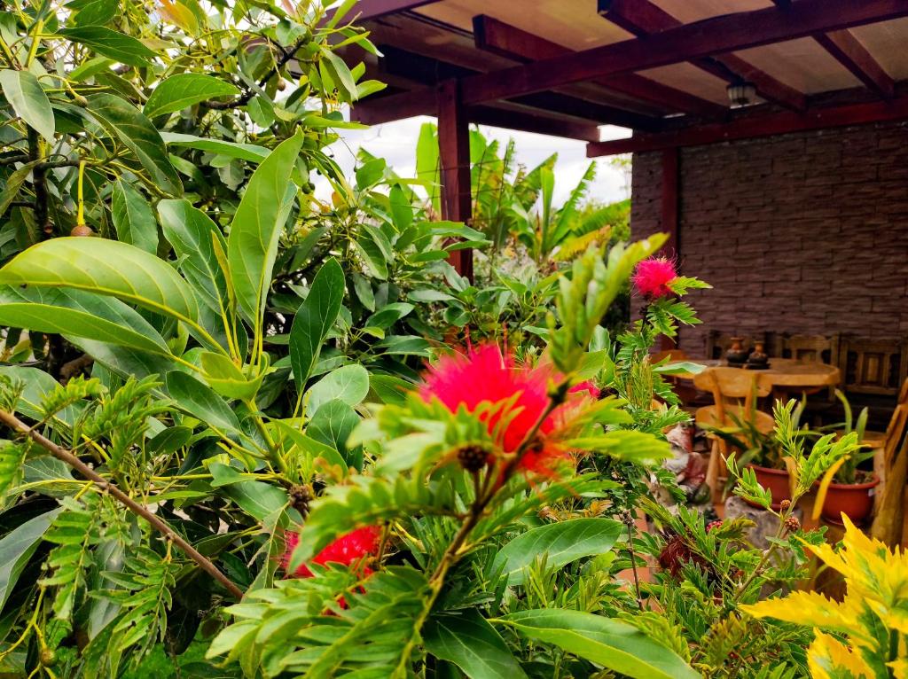 Zahrada ubytování Hotel Las Mercedes Airport-Quito