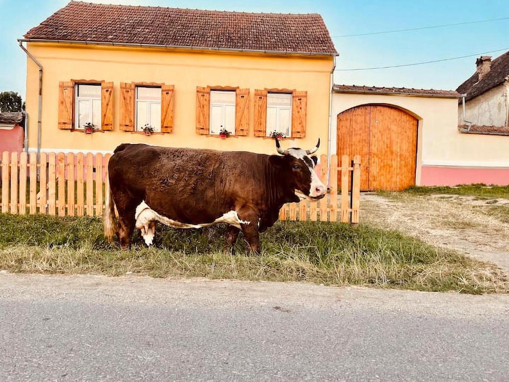 una vaca parada en el césped frente a una casa en Chalet Giuel en Bărcuţ
