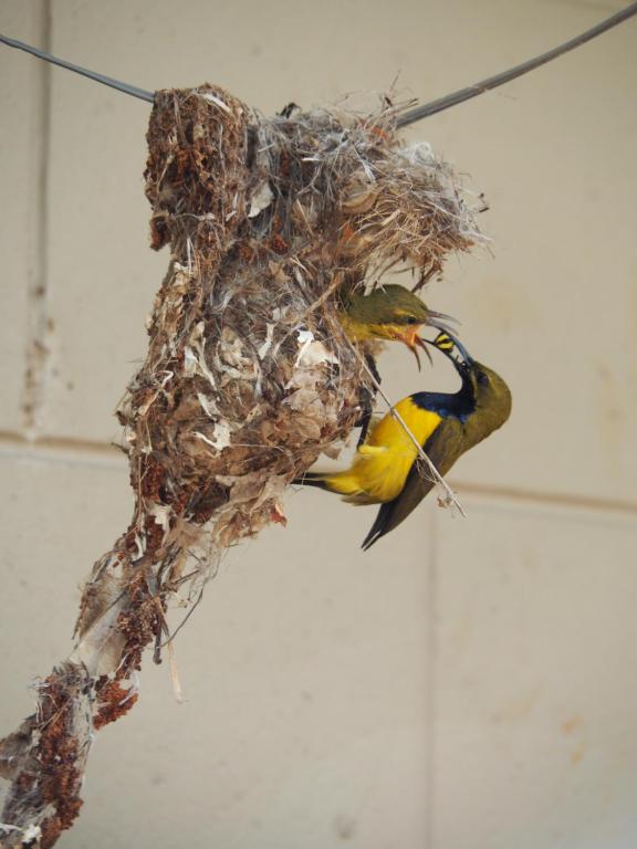 a bird is sitting in a bird nest at Sunbird Motel in Townsville