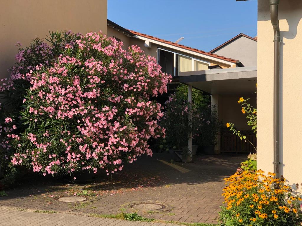 un arbusto de flores rosas delante de una casa en Ferienwohnungen In de goldisch Luft, en Gau-Algesheim