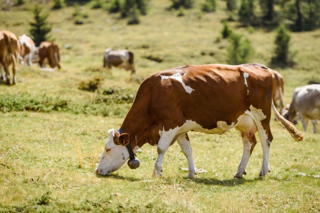 Altri animali domestici presso l'affittacamere o nei dintorni