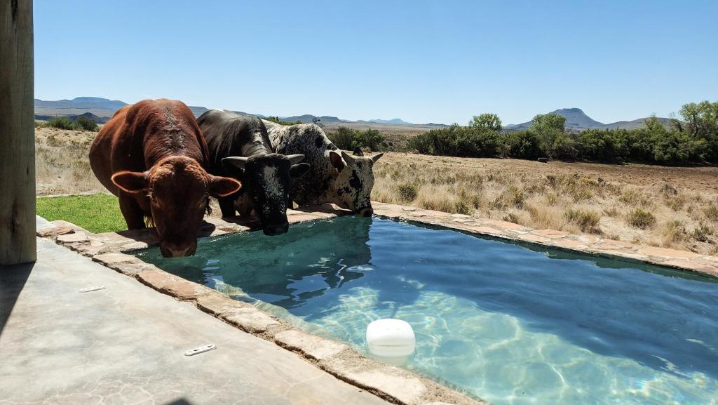 un grupo de vacas bebiendo agua de un charco de agua en Karoo Ridge Eco-Lodges en Spring Valley