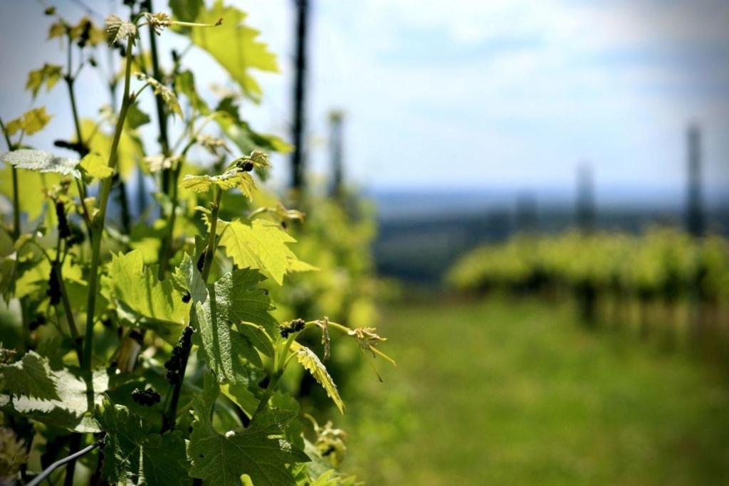 een close-up van een stel groene planten in een veld bij Eisenberg Relax in Eisenberg an der Pinka