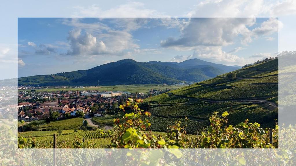 Les Toits de Turckheim – photo 6