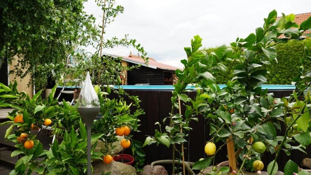 a garden with orange trees and a fence at Pension Limone Ferienwohnung 2 in Neu Lindenberg